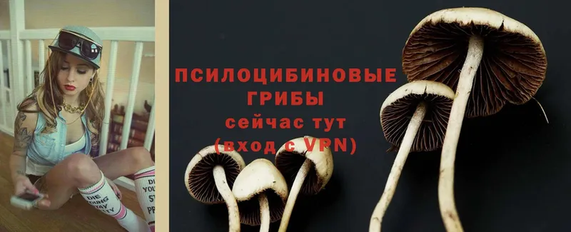 Галлюциногенные грибы MAGIC MUSHROOMS  где найти наркотики  Богородицк 